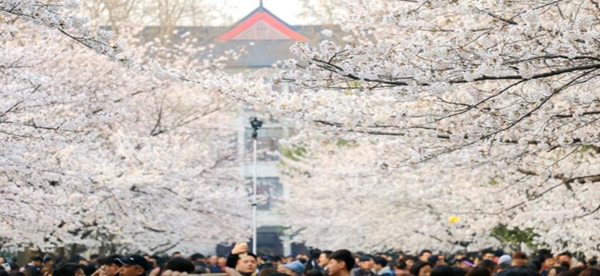 南京林业大学2023年综合评价招生初审通过名单公示