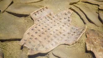 安阳：每年培训甲骨文骨干教师100名，推动甲骨文进校园