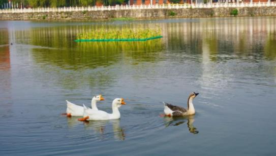 1705908328681158.jpg 邂逅江苏农牧科技职业学院的一天4.jpg