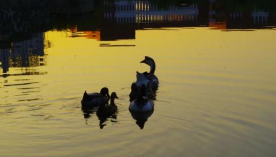 1705908332227783.jpg 邂逅江苏农牧科技职业学院的一天6.jpg