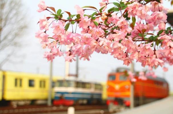 【美景】色卡里的春日南铁院