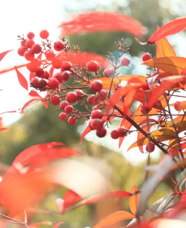 1715738484559718.jpg 写给苏卫的一封充满爱的情书8.jpg