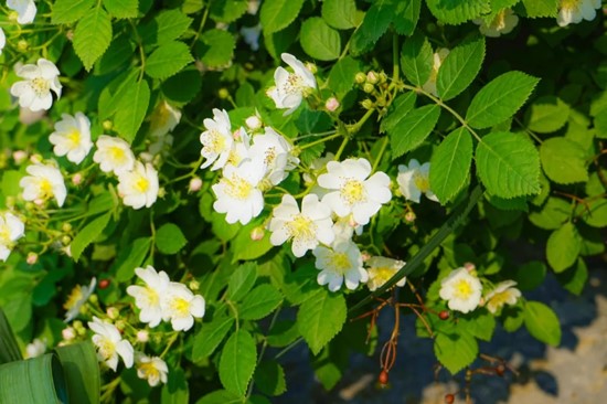五月夏长，南医大康达蔷薇花开3.webp_副本.jpg
