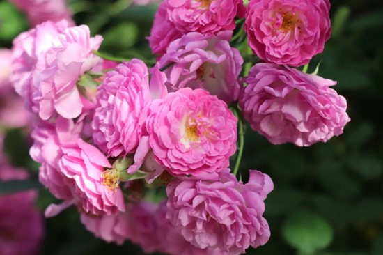 五月夏长，南医大康达蔷薇花开5.webp_副本.jpg