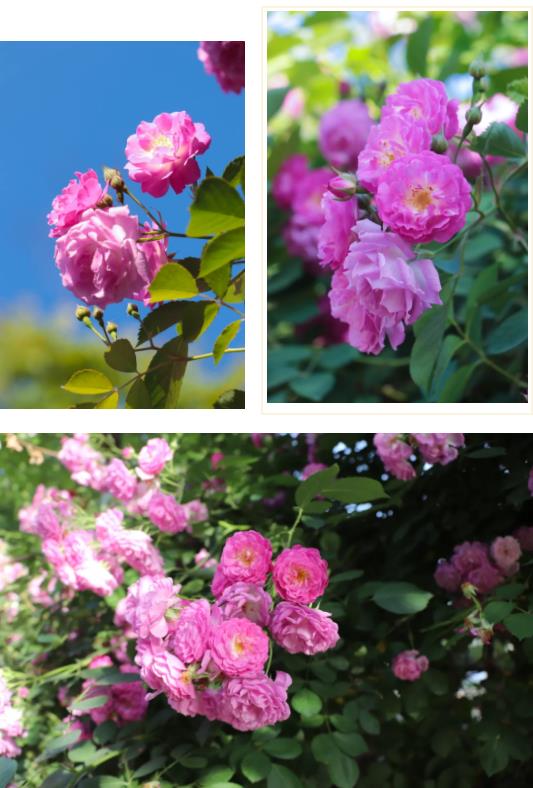 五月夏长，南医大康达蔷薇花开6.jpg