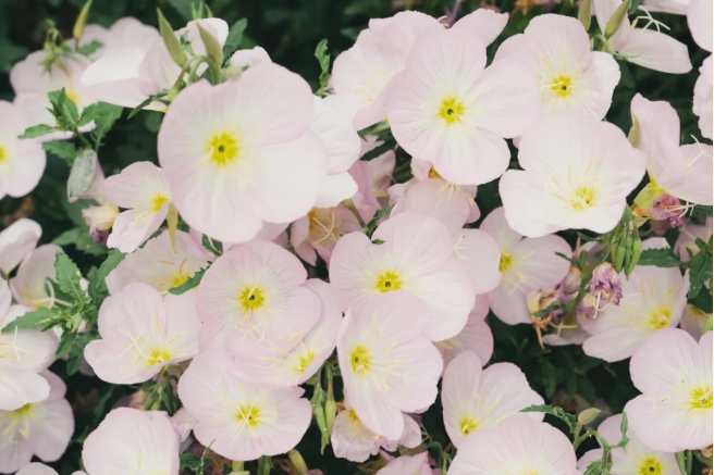 是谁？打翻了苏工院校园初夏调色盘！