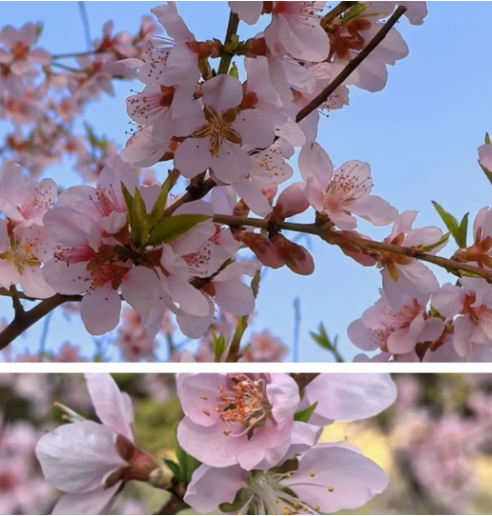 成贤进入“花花世界”2.png