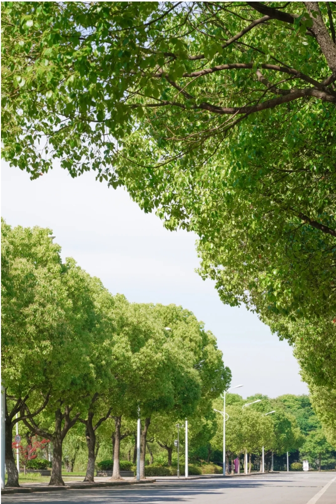 夏日商院，每一步都算“树”！.png