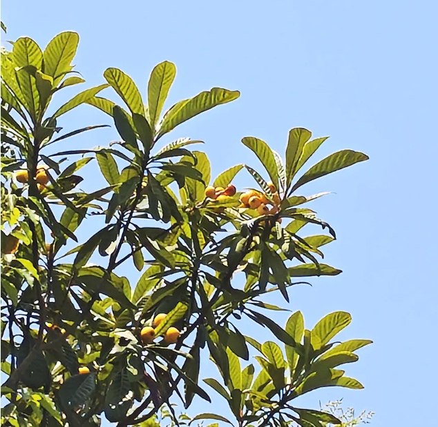 在常信邂逅那一抹初夏的温柔12.png