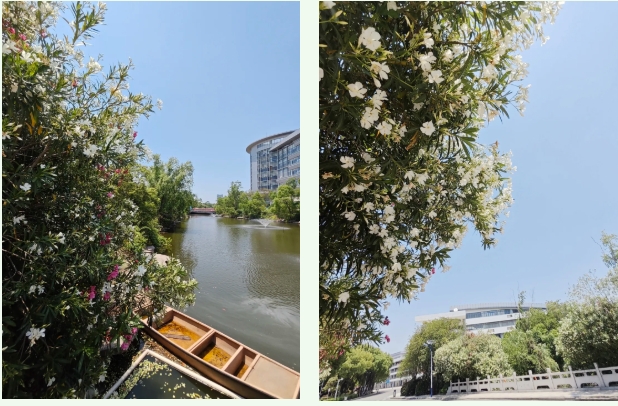 在常信邂逅那一抹初夏的温柔15.png