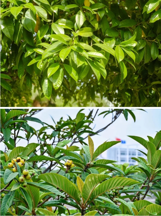 常州工程职业技术学院光影校园！ 邂逅“夏”一站美好5.png