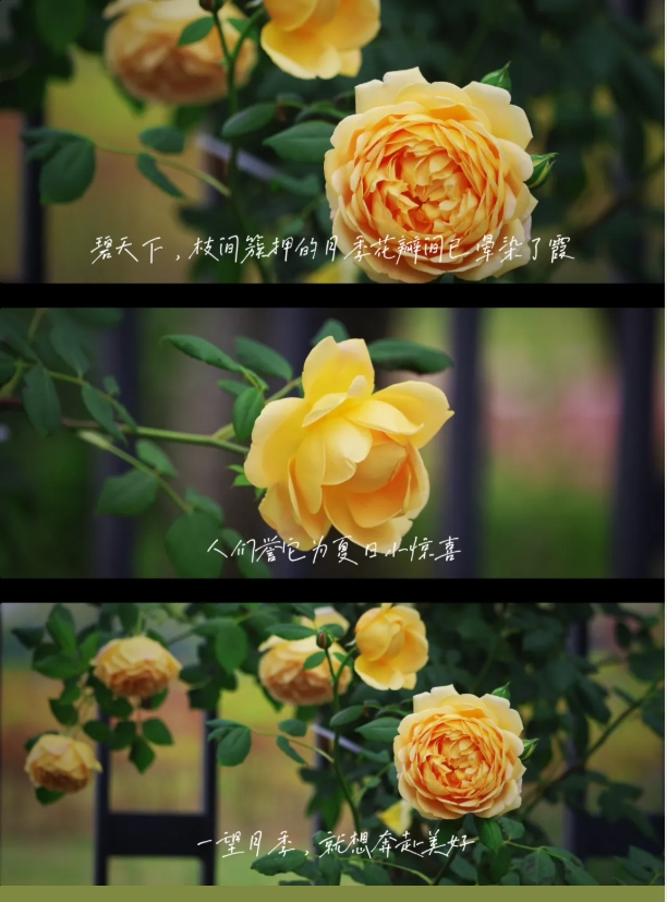 南机电的空镜头诗2.png
