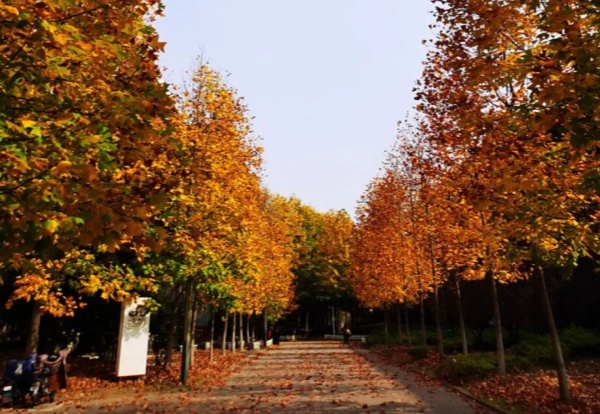 1762756786580614.jpg 交院寻秋季,一叶浸透交院秋色!_副本.jpg