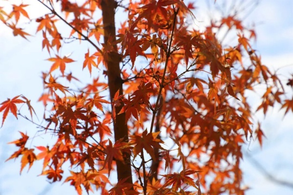 1762756829341458.jpg 交院寻秋季,一叶浸透交院秋色!2_副本.jpg