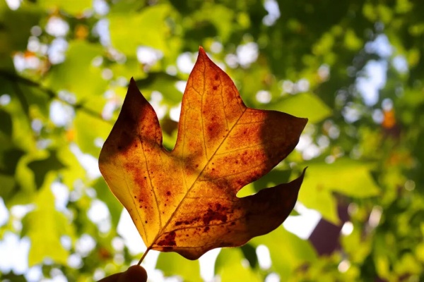 1762756834735654.jpg 交院寻秋季,一叶浸透交院秋色!3_副本.jpg