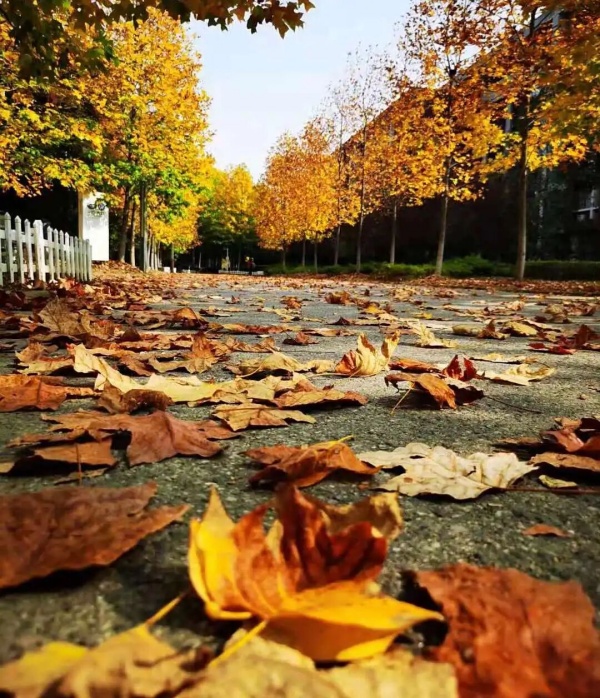 1762756955122658.jpg 交院寻秋季,一叶浸透交院秋色!5_副本.jpg