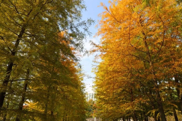 1762756961127333.jpg 交院寻秋季,一叶浸透交院秋色!4_副本.jpg