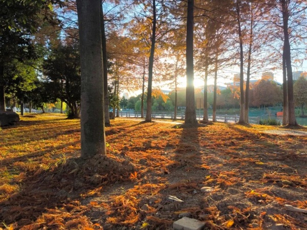 1762756994344782.jpg 交院寻秋季,一叶浸透交院秋色!6_副本.jpg