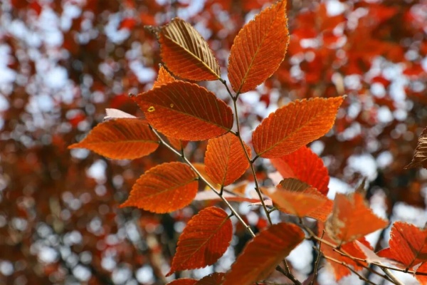 1762757007254412.jpg 交院寻秋季,一叶浸透交院秋色!7_副本.jpg