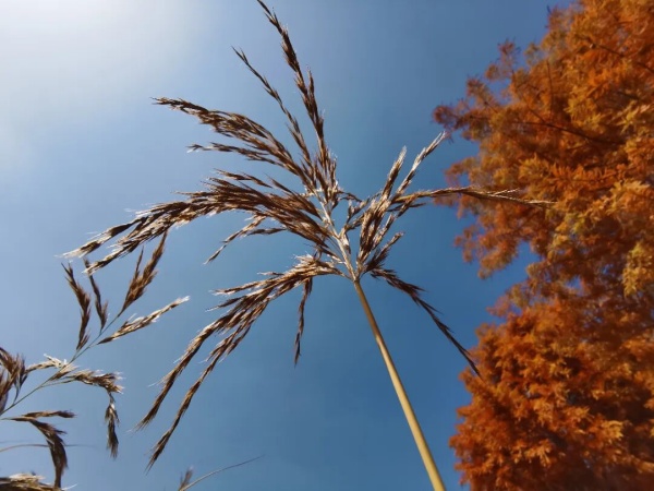 1762757013547139.jpg 交院寻秋季,一叶浸透交院秋色!8_副本.jpg