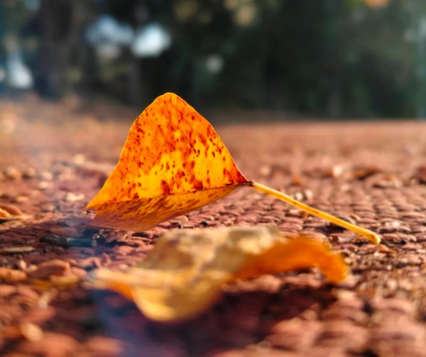 1762757129634894.jpg 交院寻秋季,一叶浸透交院秋色!9_副本.jpg