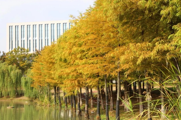 1762757173437716.jpg 交院寻秋季,一叶浸透交院秋色!13_副本.jpg