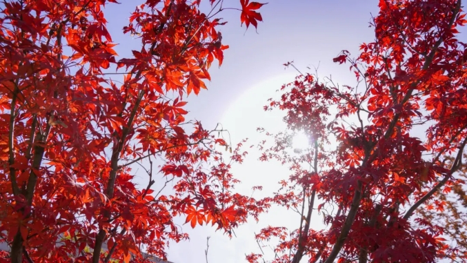 江苏卫生健康职业学院 一年好景君须记，最是橙黄橘绿时3.png