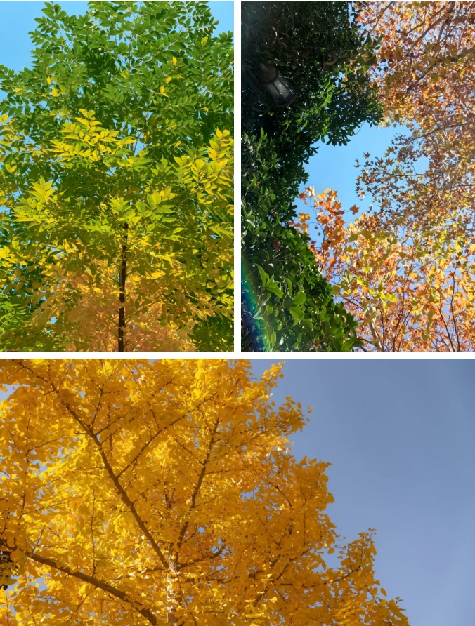 江苏卫生健康职业学院 一年好景君须记，最是橙黄橘绿时5.png