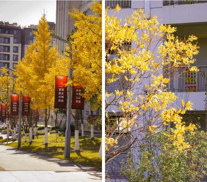 江苏卫生健康职业学院 一年好景君须记，最是橙黄橘绿时6.png
