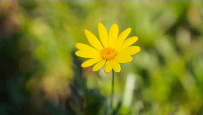 江苏卫生健康职业学院 一年好景君须记，最是橙黄橘绿时9.png