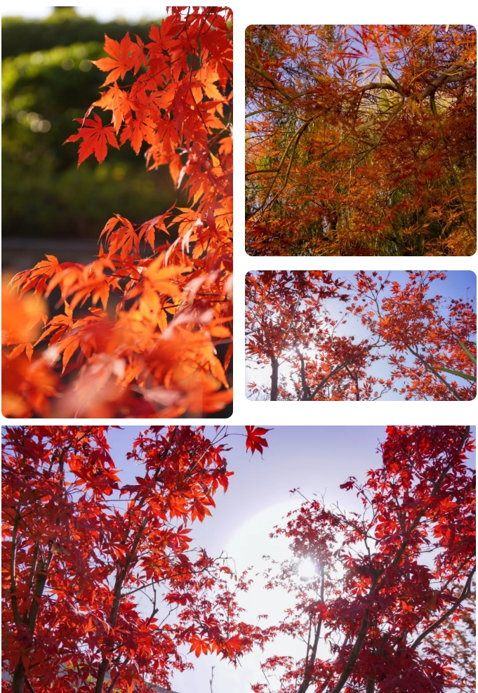 江苏卫生健康职业学院 一年好景君须记，最是橙黄橘绿时12.png