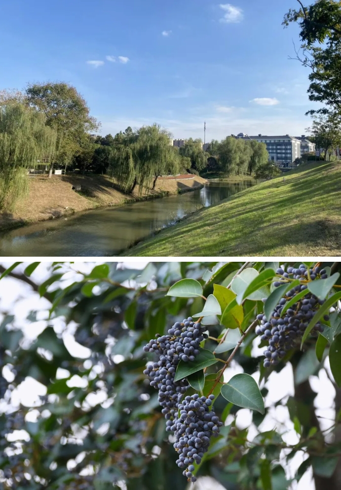 江苏卫生健康职业学院 一年好景君须记，最是橙黄橘绿时23.png