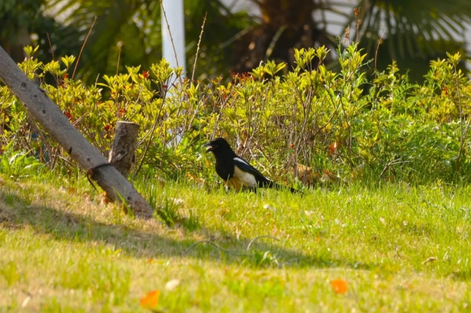 江苏卫生健康职业学院 一年好景君须记，最是橙黄橘绿时212.png