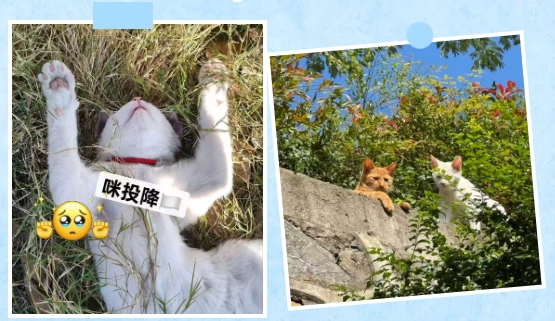 江卫冬日集 这些藏在朋友圈里的甜，是青春的“温度特调”16.png