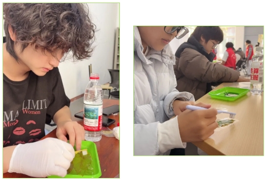 1765856086214991.png 太湖创意职业技术学院拾叶集:校园草木标本里的青春私语6.png