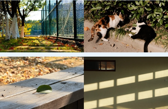 光影交院 一场关于校园一角的静谧凝视.png