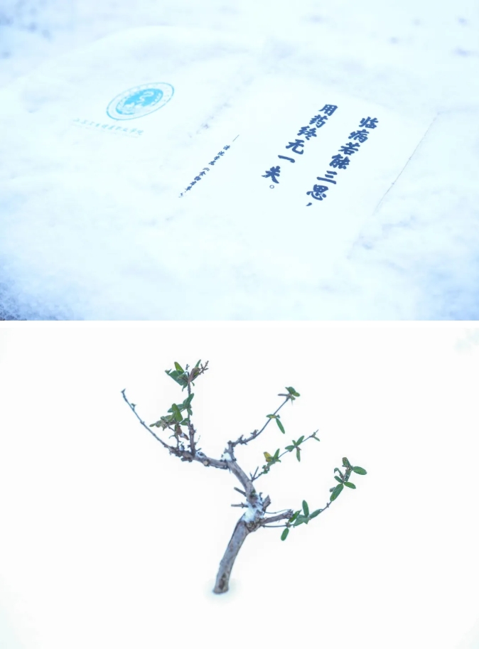 琼花缀白衣 江苏卫生健康职业学院的浪漫雪日记忆13.png