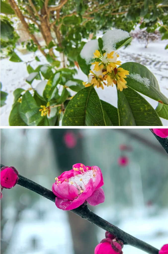 琼花缀白衣 江苏卫生健康职业学院的浪漫雪日记忆15.png