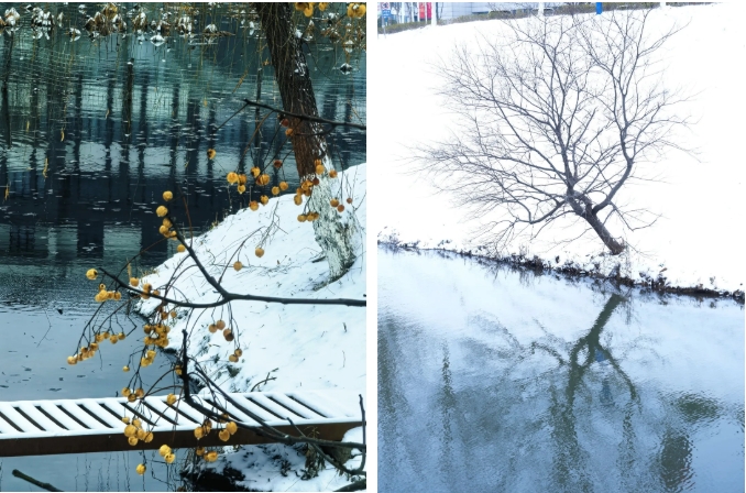 琼花缀白衣 江苏卫生健康职业学院的浪漫雪日记忆16.png