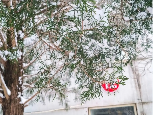 1768988465526728.png 速存!苏安院雪景大片已上线!6.png