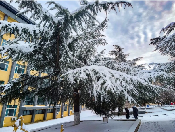 1768988476250244.png 速存!苏安院雪景大片已上线!8.png