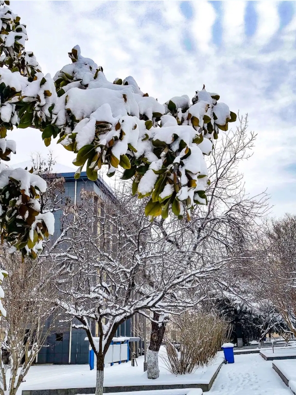 1768988491912061.png 速存!苏安院雪景大片已上线!12.png