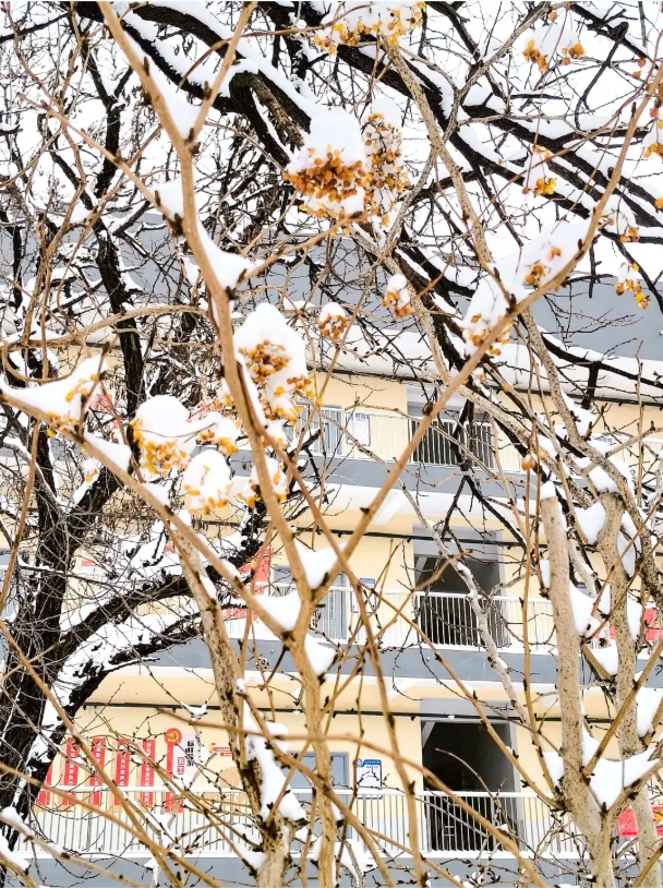 1768988500452761.png 速存!苏安院雪景大片已上线!14.png