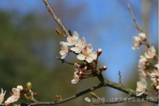 江苏工程职业技术学院：春日校园，藏着最美的限定温柔4.png