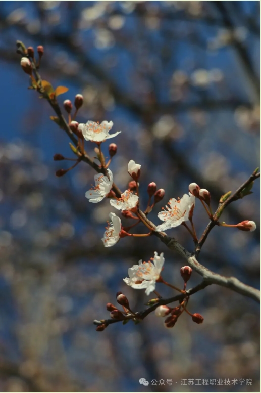 江苏工程职业技术学院：春日校园，藏着最美的限定温柔5.png