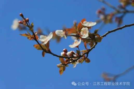 江苏工程职业技术学院：春日校园，藏着最美的限定温柔6.png