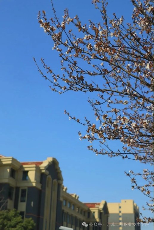 江苏工程职业技术学院：春日校园，藏着最美的限定温柔7.png