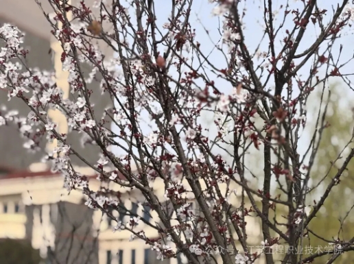 江苏工程职业技术学院：春日校园，藏着最美的限定温柔8.png
