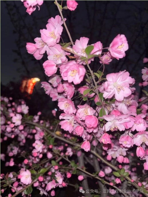 江苏工程职业技术学院：春日校园，藏着最美的限定温柔9.png