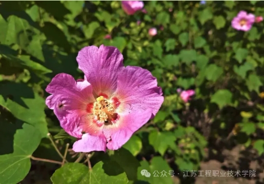 江苏工程职业技术学院：春日校园，藏着最美的限定温柔11.png